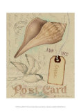 Postcard Shells IV Posters by Nancy Shumaker Pallan