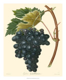 Grapes II Prints by Bessa 