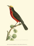 Crimson Birds II Prints by Frederick P. Nodder