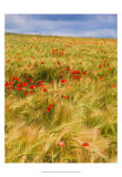 Poppies in Field II Art by Colby Chester