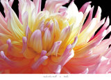 Dahlia Print by Amalia Veralli