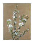 Apple Blossom Posters by Jean Benner