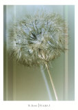 Flaura I Poster av W. Blake
