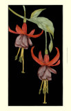 Graphic Fuchsia VI Posters by Jennifer Goldberger