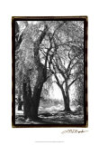 Summer Shade III Affiches par Laura Denardo