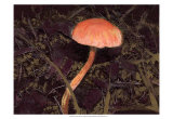 Forest Floor III Poster by Alicia Ludwig
