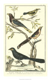 Bird Family IV Posters by Martinet 