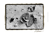 Sand Treasures III Lámina por Laura Denardo Sand Treasures III Lámina por Laura Denardo