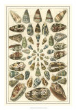 Seba Shell Collection V Prints by Albertus Seba