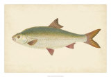 Donovan Antique Fish II Arte