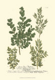 Leaves II Kunst von Johann Wilhelm Weinmann