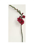 Red Gladioli Prints by Kirsty Lorenz