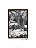 Springtime Garden VI Giclee Print by Laura Denardo