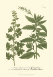 Leaves III Posters by Johann Wilhelm Weinmann