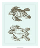 Loggerhead Turtles II Prints