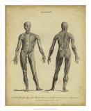 Anatomy Study IV Posters by Jack Wilkes