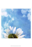 Daisies III Posters av Ingrid Blixt
