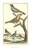 Bird Family II Print by Martinet 