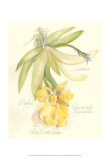 Elissa's Garden III Prints by Elissa Della-piana