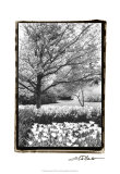 Springtime Garden III Prints by Laura Denardo