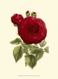 Magnificent Rose I Kunst von Ludwig Van Houtte