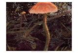Forest Floor I Posters by Alicia Ludwig