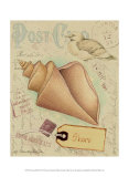 Postcard Shells III Art by Nancy Shumaker Pallan