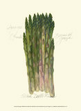 Asparagus Officinalis Pósters por Elissa Della-piana Asparagus Officinalis Pósters por Elissa Della-piana