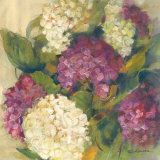 Hydrangea Delight I Plakater af Carol Rowan Hydrangea Delight I Plakater af Carol Rowan