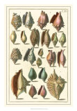 Seba Shell Collection III Art by Albertus Seba