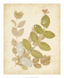 Nature's Collage II Plakater Nature's Collage II Plakater