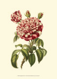 Magnificent Rose VI Kunstdruck von Ludwig Van Houtte