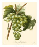 Grapes I Posters av Bessa Grapes I Posters av Bessa