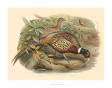 Pheasants I Prints by John Gould