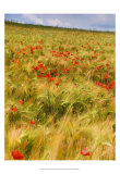 Poppies in Field I Posters by Colby Chester