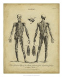 Anatomy Study II Posters par Jack Wilkes