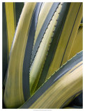 Variegated Agave II Poster by Rachel Perry
