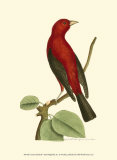 Crimson Birds III Print by Frederick P. Nodder