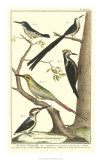 Bird Family III Prints by Martinet 