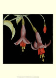 Graphic Fuchsia IV Posters by Jennifer Goldberger