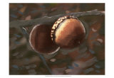 Quercus Palustris I Posters by Alicia Ludwig
