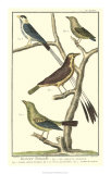 Bird Family I Prints by Martinet 