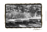 Lake Living IV Prints by Laura Denardo