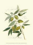 Ascolane Olives Prints by Elissa Della-piana