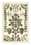 Seba Shell Collection IV Posters by Albertus Seba