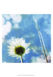 Daisies IV Poster av Ingrid Blixt