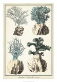 Coral Species III Pósters Coral Species III Pósters