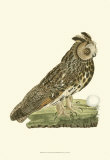 Owls III Prints by Nozeman 