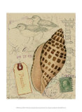 Postcard Shells I Prints by Nancy Shumaker Pallan