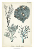 Coral Species II Prints